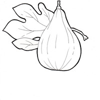 Desenho de Folha de figo para colorir