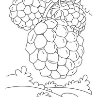 Desenho de Fruta-do-conde na árvore para colorir