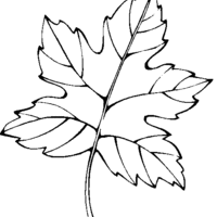 Desenho de Folha de uva para colorir