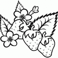 Desenho de Flor do morango para colorir