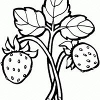 Desenho de Folhas do morango para colorir