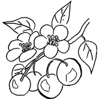 Desenho de Flor de cereja para colorir