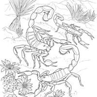 Desenho de Escorpiões passeando para colorir