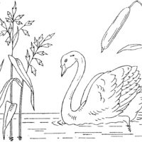 Desenho de Cisne bonito no lago para colorir