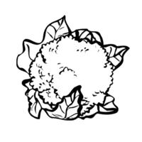 Desenho de Couve-flor verdura para colorir