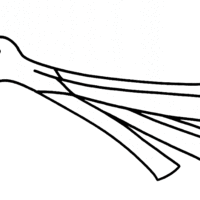 Desenho de Alho-poró hortaliça para colorir