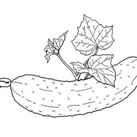Desenho de Folhas de pepino para colorir