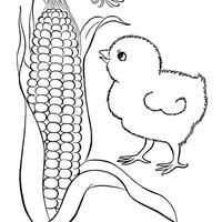 Desenho de Pintinho comendo milho para colorir