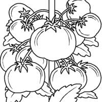 Desenho de Tomateiro para colorir