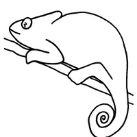Desenho de Camaleão no galho para colorir