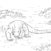 Desenho de Dragão de Komodo caminhando para colorir
