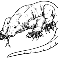 Desenho de Dragão de Komodo para colorir