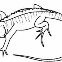 Desenho de Iguana com patas esticadas para colorir