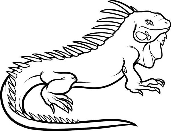 iguana coloring pages to print - photo #9