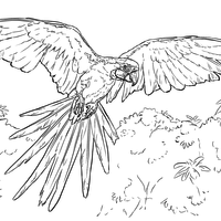 Desenho de Arara Azul voando para colorir