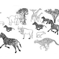 Desenho de Espécies animais da savana para colorir