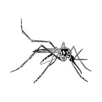 Desenho de Dengue transmissor de Chicungunya para colorir