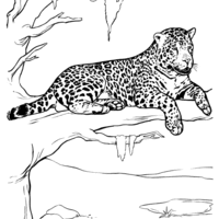 Desenho de Jaguar deitado na árvore para colorir