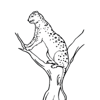 Desenho de Jaguar sentado na árvore para colorir