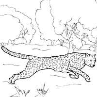 Desenho de Leopardo-caçador para colorir