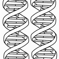 Desenho de DNA humano para colorir