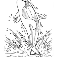 Desenho de Baleia dando saltos para colorir