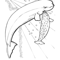 Desenho de Beluga e filhote para colorir