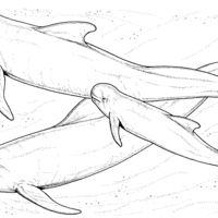 Desenho de Família de belugas para colorir