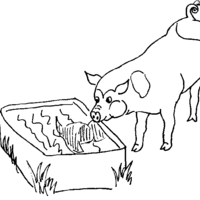 Desenho de Porco bebendo água para colorir