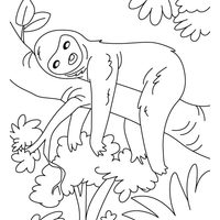 Desenho de Bicho-preguiça dormindo para colorir