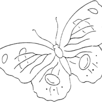 Desenho de Borboleta coruja para colorir