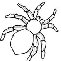 Desenho de Aranha perigosa para colorir