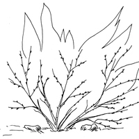Desenho de Arbusto queimando para colorir