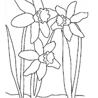 Desenho de Flor de narciso para colorir