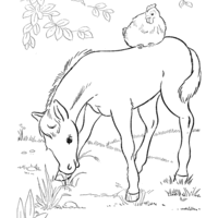 Desenho de Cavalo e galinha na granja para colorir