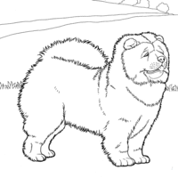 Desenho de Cachorro Chow-Chow para colorir