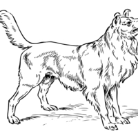 Desenho de Cachorro Collie para colorir