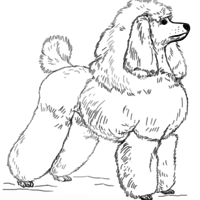Desenho de Cachorro Poodle Toy para colorir