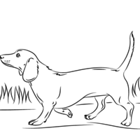 Desenho de Cachorro salsicha para colorir