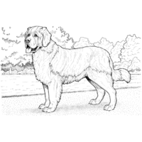 Desenho de Cachorro São Bernardo para colorir