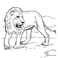 Desenho de Leão bravo para colorir