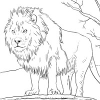 Desenho de Leão na savana para colorir
