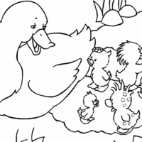Desenho de Mamãe pato cuidando dos patinhos para colorir