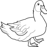 Desenho de Pato ave para colorir