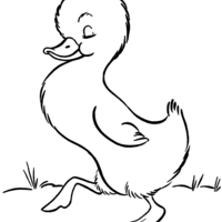 Desenho de Pato infantil para colorir
