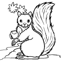 Desenho de Esquilo comendo bolota para colorir