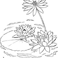 Desenho de Nenúfares no lago para colorir