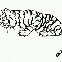 Desenho de Tigre caçando para colorir