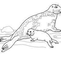 Desenho de Mamãe foca e filhote para colorir