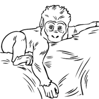 Desenho de Gorila bebê para colorir